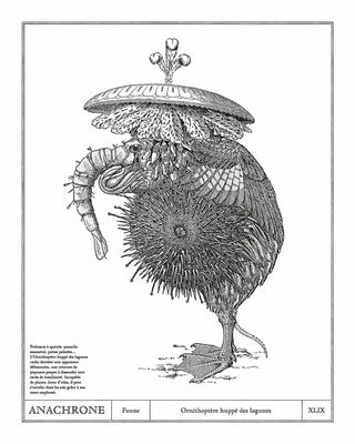 Ornithoptère huppé des lagunes (reproduction)
